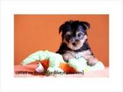 Cute male and female Yorkie puppies for Christmas adoption!!!!!!!!!!!!
